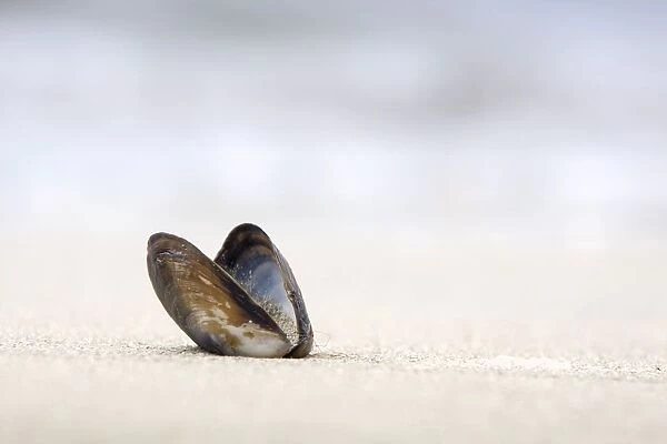Empty Shell On The Sand