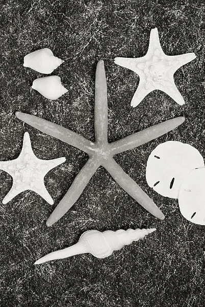 Shells And Starfish Scatterd On Textured Surface (Sepia Photograph)