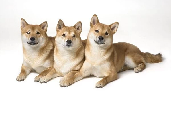 Three Shiba Inu Dogs