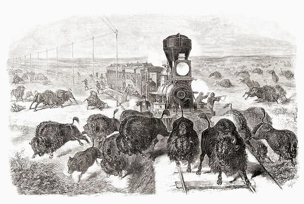 Shooting buffalo on the Kansas-Pacific Railroad line. After a work by an unidentified artist which appeared in the June 3, 1871 edition of Frank Leslie's illustrated newspaper. The mass slaughter of buffalo in the USA reduced the wild herds from tens of millions to near extinction. This picture reflects the advertising of railroad companies that a passenger could 'hunt by rail.'