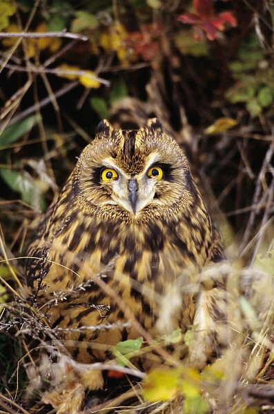 Short-Eared Owl, Asio Flammeus, Front Range, Colorado