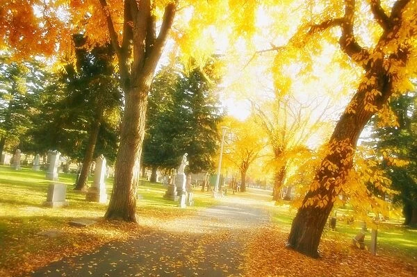 A Sidewalk Through Fall Trees