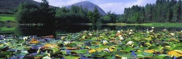Silent Valley, Mourne Mountains, Ireland; Water Lilies With Mountain In The Background