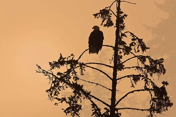 Silhouette Of A Bald Eagle Perched On A Tree At Sunset In The Mist Of The Tongass National Forest, Southeast Alaska