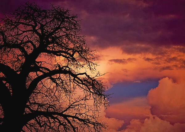 Silhouette Of Baobab Tree At Dusk