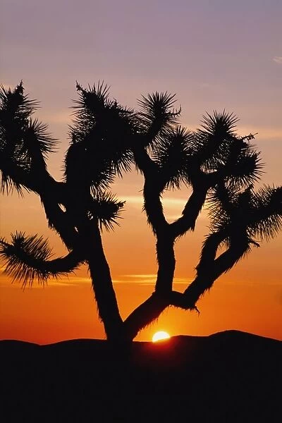 Silhouette Of Joshua Tree At Sunset