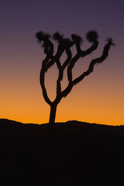 Silhouette of a joshua tree at sunset in joshua tree national park; California united states of america