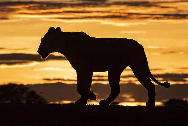Silhouette of lioness at sunrise crossing ridge