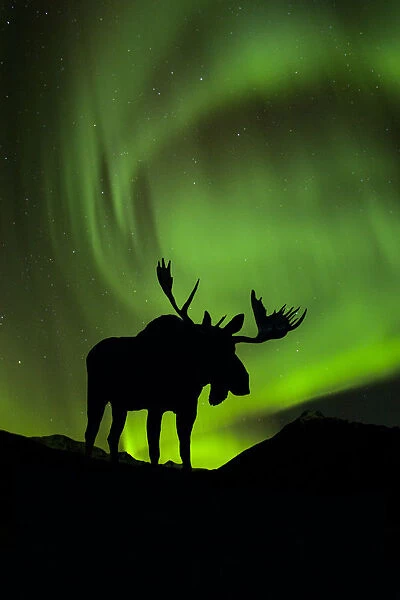 Silhouette Of Moose With Green Aurora Borealis Behind It Interior Alaska Composite