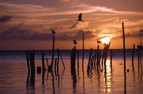 Silhouette Of Seagulls On Posts In Sea At Sunset