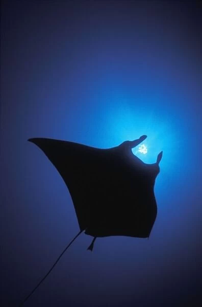 Silhouette Of Sting Ray And Shaft Of Light In Blue Water