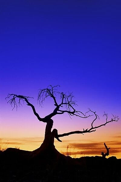 Silhouette Of A Tree At Sunset