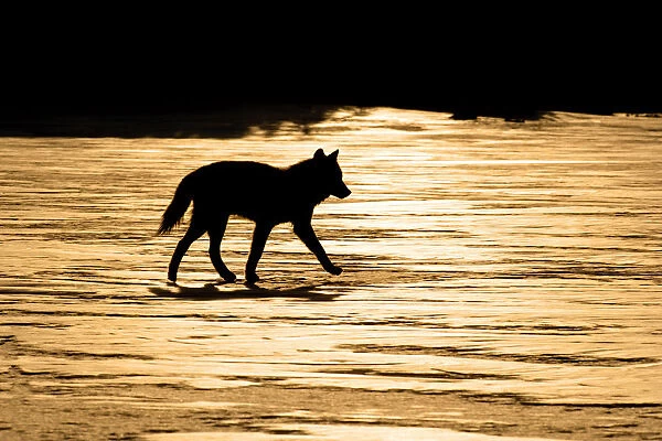 Silhouetted Archipelago Wolf Trotting Across Snow Field In Evening Sunlight Southeast Alaska Winter