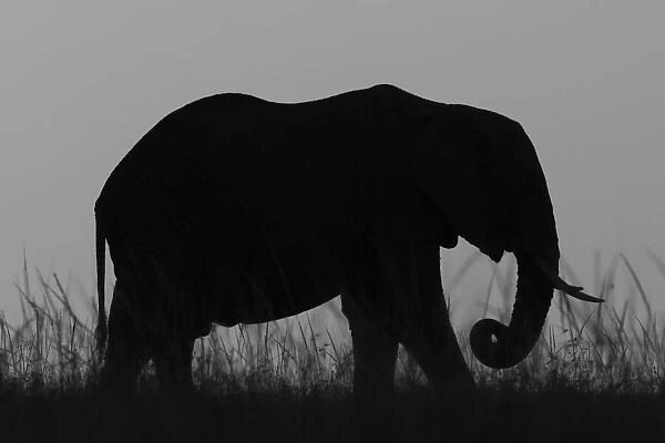 Silhouetted elephant on the horizon, Msai Mara National Reserve, Kenya