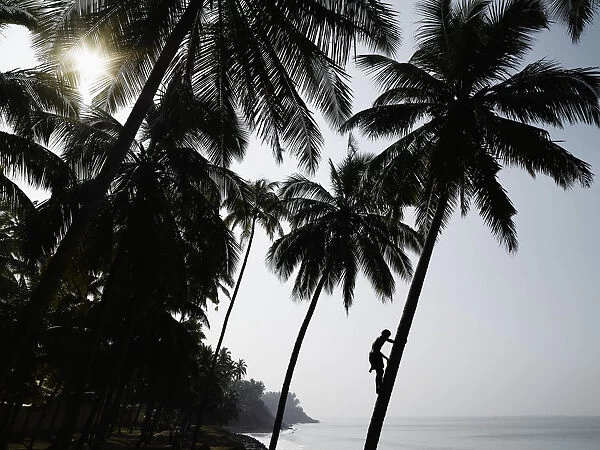 Silhouetted Man Climbing A Palm Tree To Pick Coconuts