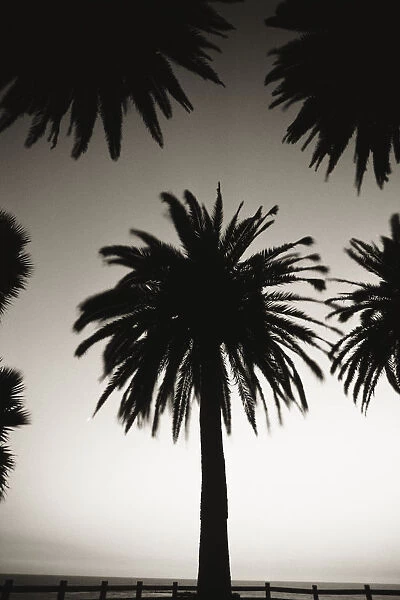 Silhouetted palm tree centered between other palm tree tops at dusk (black and white photograph)
