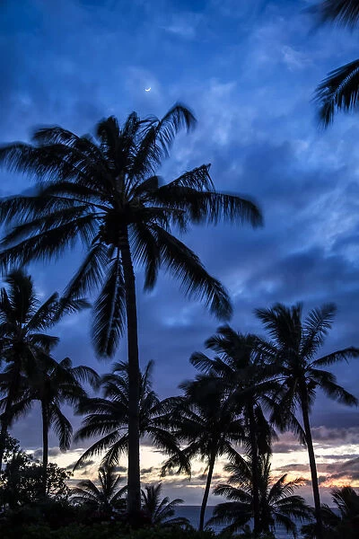 Silhouetted Palm Trees Under A Cloudy Sky At Sunset; Hawaii, United States Of America