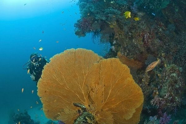Similan Islands Underwater Park, Thailand, Southeast Asia; Scuba Diver