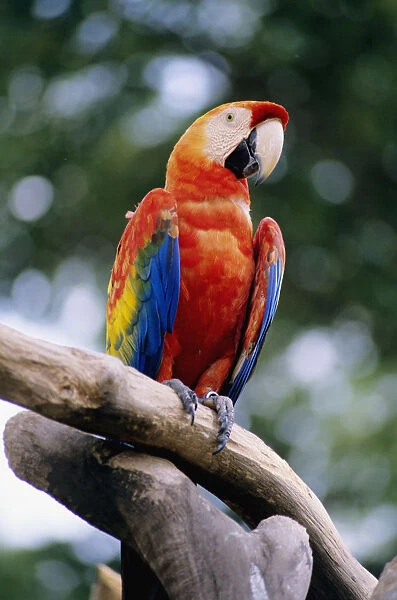 Singapore, Jurang Bird Park, Red Macaw On Branch