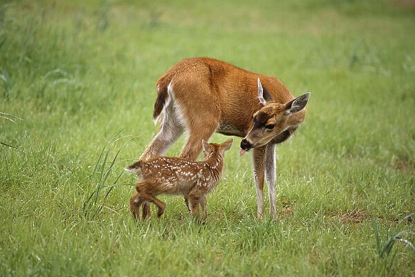 Sitka Black Tail Doe With Fawn In Meadow Captive Alaska Wildlife Conservation Cntr