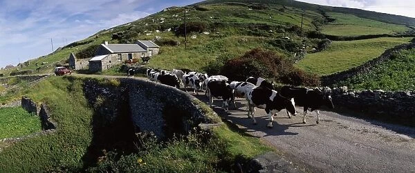 Slea Head, Dingle Peninsula, Co Kerry, Ireland; Friesian Cattle On A Road