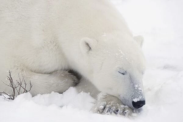Sleeping Polar Bear