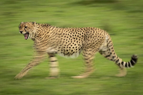 Slow pan of male cheetah walking past