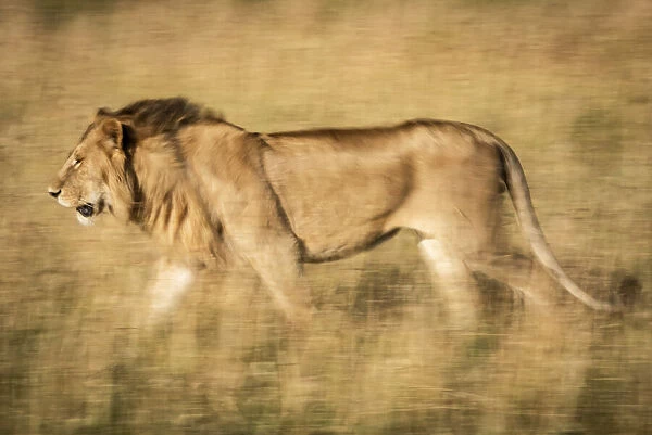 Slow pan of male lion walking left, Serengeti, Tanzania