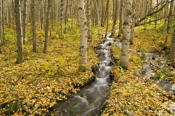 Small Creek Flows Through Autumn Leaf Covered Forest Floor Chugach State Park Eagle River Valley Alaska Southcentral