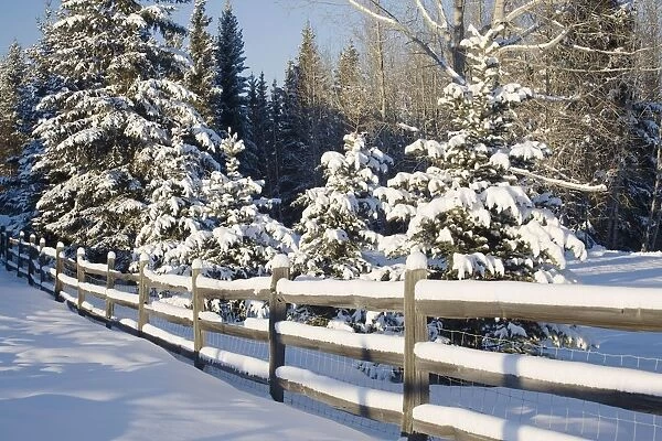 Snow-Covered Evergreens And Rustic Fence; Calgary, Alberta, Canada