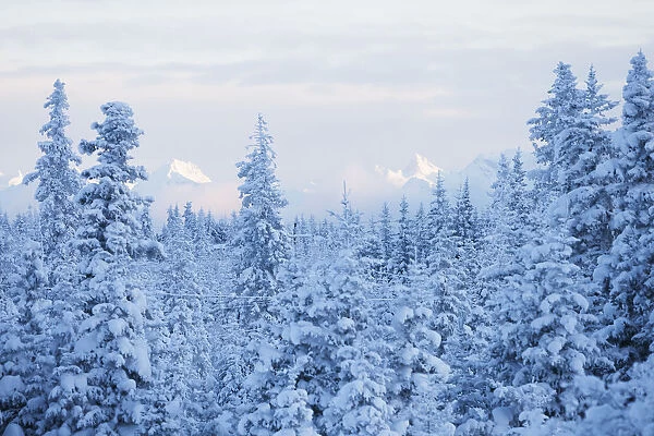 Snow Covered Forest Under A Cloudy Sky With Snow Capped Mountains In The Distance; Alaska, United States Of America