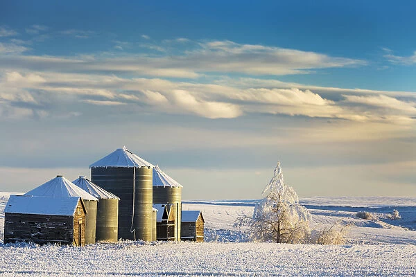 Snow Covered Metal And Wooden Grain Bins With Frosted Trees, Bushes And Stubble With Clouds And Blue Sky; Rosebud, Alberta, Canada