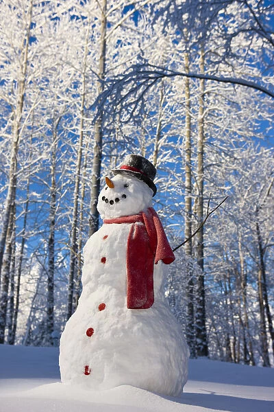 Snowman With Red Scarf And Black Top Hat Standing In Front Of Snow Covered Birch Forest, Winter, Eagle River, Alaska, Usa