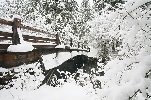 Snowy Pedestrian Bridge Through Forest