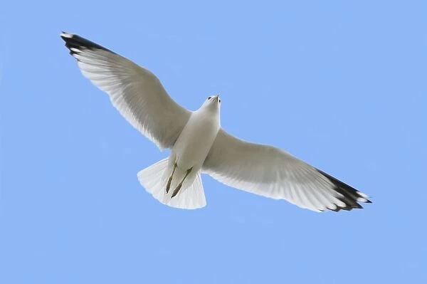 A Soaring Dove