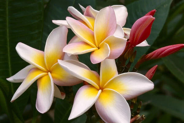 Soft Focus Of White Plumeria Flowers With Pale Yellow Centers, Dark Pink Buds
