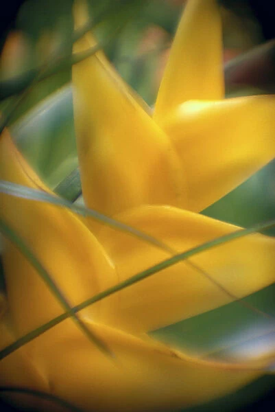 Soft Focus Detail Of Yellow Heliconia Flower On Plant A22A