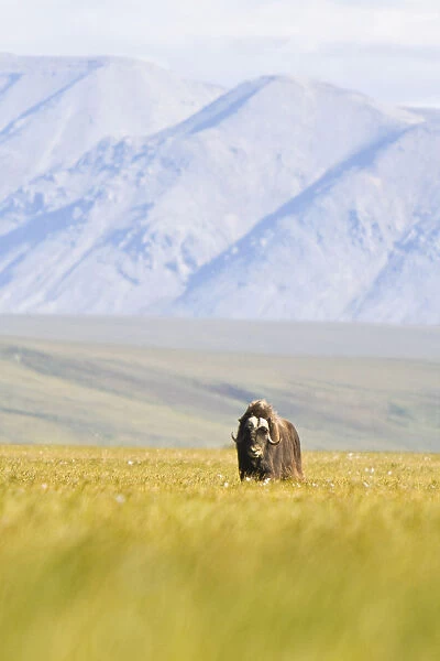 A Solitary Musk Ox Wanders Through The Grass Along The Canning River In Anwr. Summer In Arctic Alaska