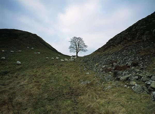 Solitary Tree In Sycamore Gap On Hadrians Wall