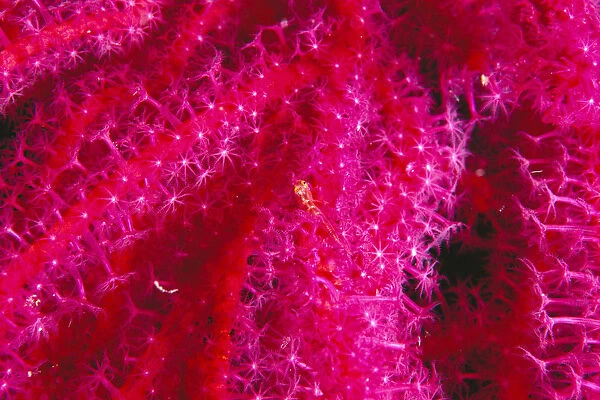 Solomon Islands, Bright Pink Soft Coral With Goby Atop, Close-Up Detail