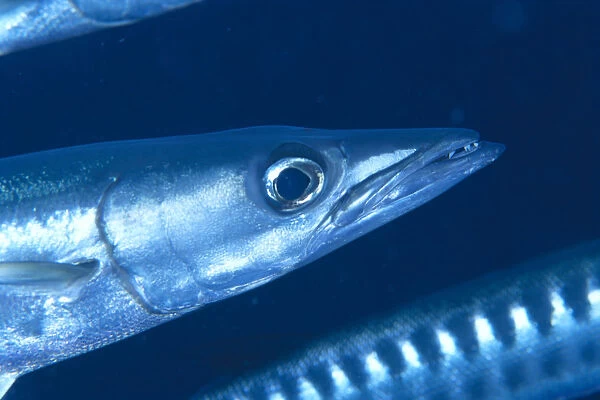 Solomon Islands, Extreme Close-Up Of Barracuda, Side View Of Head
