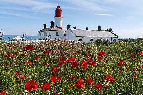 Souter Lighthouse With A Field Of Red Poppies In The Foreground; South Shields, Tyne And Wear, England