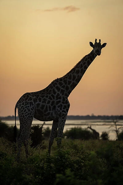 Southern giraffe stands silhouetted against orange sky
