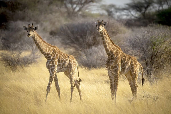 Two southern giraffes standing in the golden long grass at the Gabus Game Ranch, Namibia