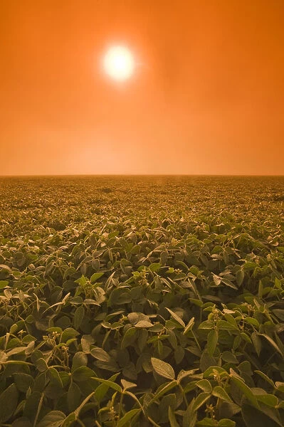 Soybean Field On A Misty Morning, Near Brunkild, Manitoba