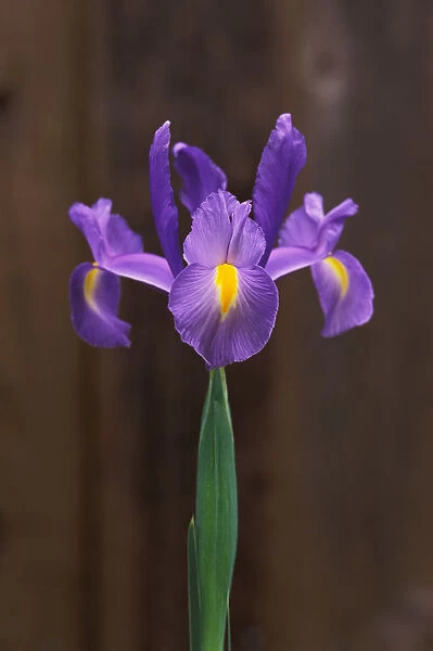 Spanish Iris (Iris Xiphium Or Hispanica) Single Green Stem With Brown Background