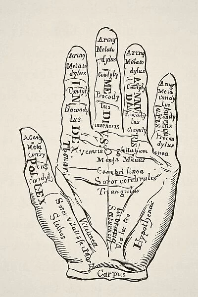 Specimen Of The Left Hand With The Lines And Their Horoscopic Denominations. From Science And Literature In The Middle Ages By Paul Lacroix Published London 1878