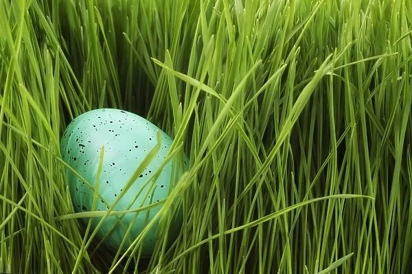 Speckled Egg In The Grass