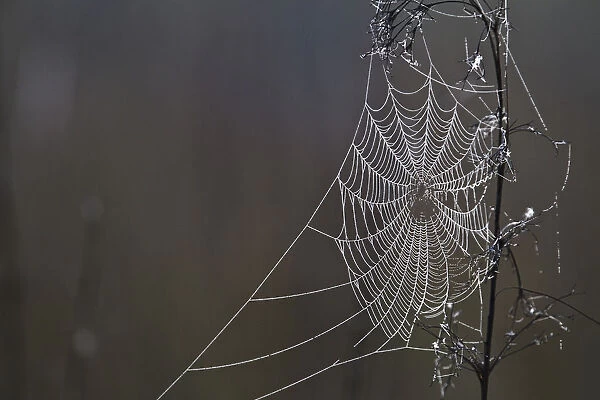 Spider Web Covered In Dew Drops, Florida
