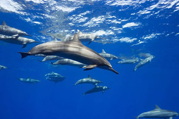 Spinner Dolphin (Stenella Longirostris) Travel In Large Groups Around The Island Of Hawaii; Hawaii, United States Of America